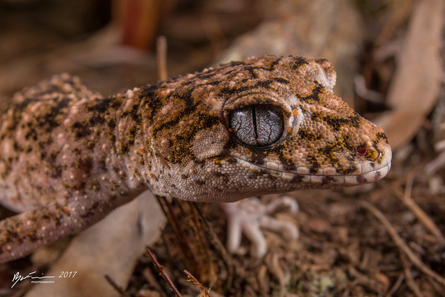 Granite Belt Thick-tailed Gecko