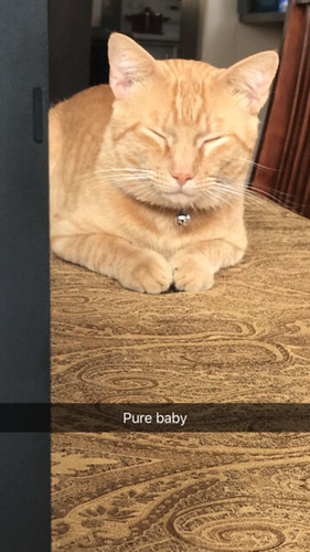 This is my sweet boy. We call him piks. He is very loud and... - The Caturday | by TheCaturday