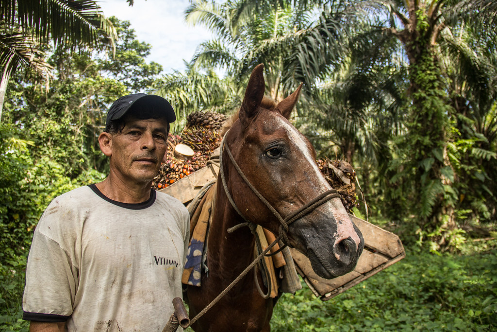 Transporting oil palm harvest in San Martin, Amazonia, Peru.