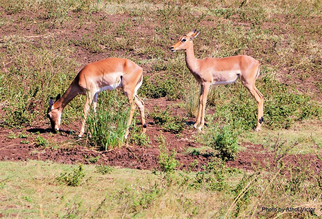 Impala cows....Imfolozi National Park