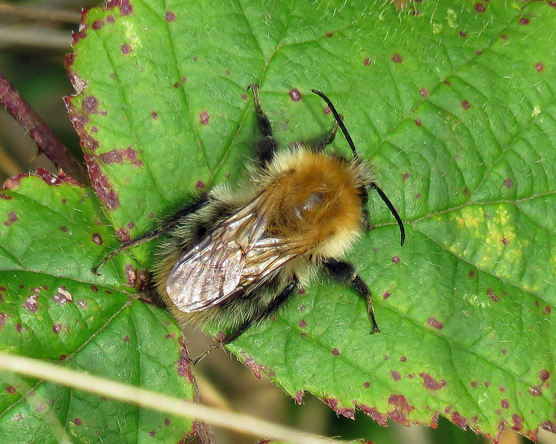 Bombus pascuorum - Common Carder Bee [A]