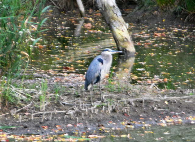 Black-crowned night-heron at great distance