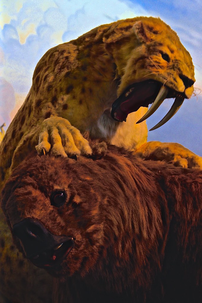 Sabertooth | This shot on Page Museum. Portfolio flic.kr/s/a… | Flickr
