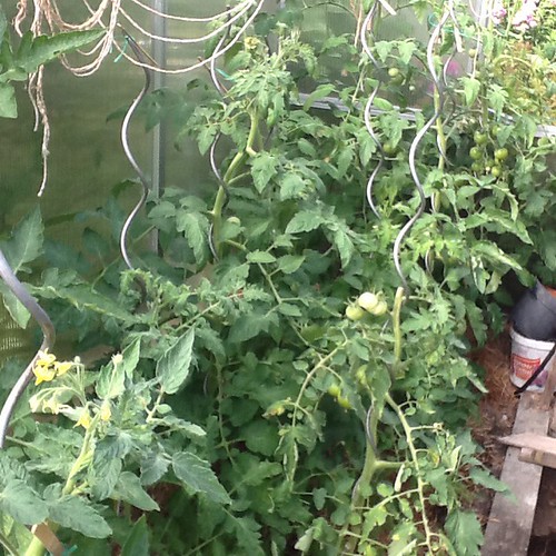 Tomaten --- Tomatoes | by hutschinetto