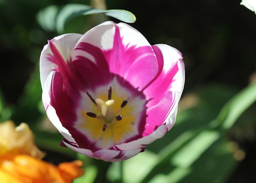 Tulipa - grands hybrides - tulipes chics et kitch (sections 1 à 11) 35635967993_d90f22d9fc