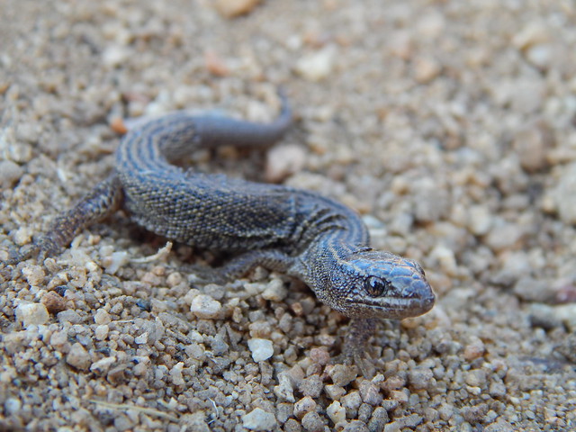 Desert Night Lizard