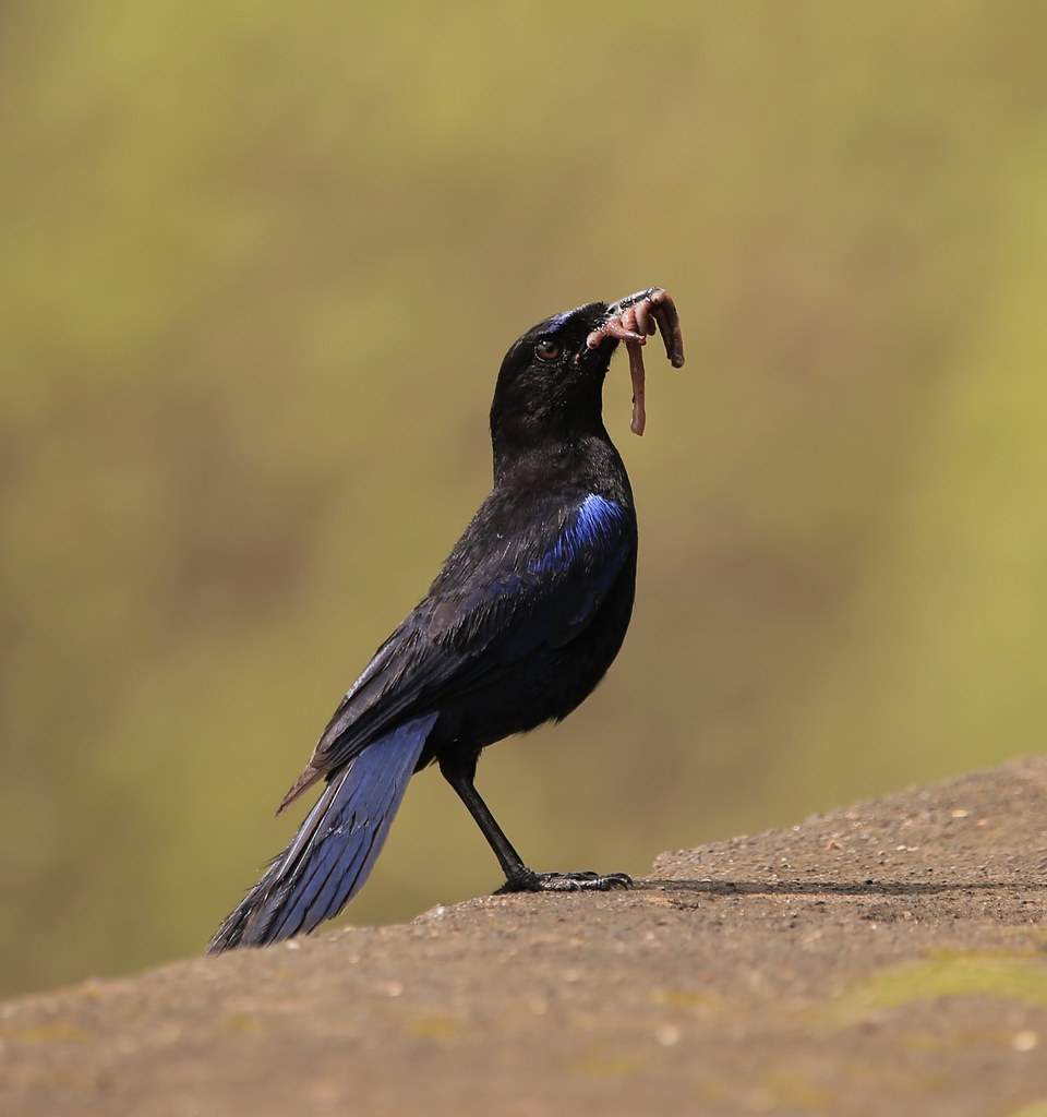 Whistling Thrush - Busy Day collecting Food