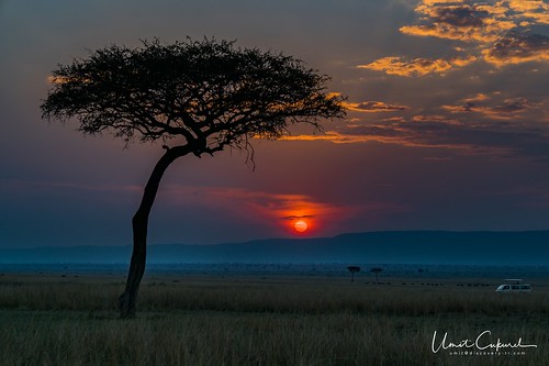mararegion kenya masaimara africa lion liones cub greatmigration wildebeest sunset sunrise silhouette crocodile hunt kill river mara sony nikon d500 a7r2