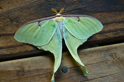 photo of a Luna Moth