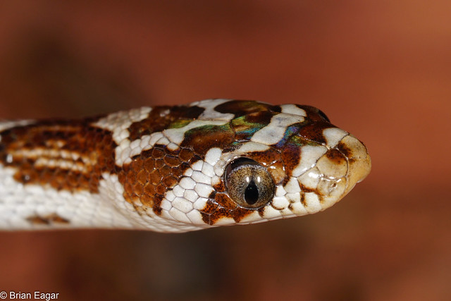 Lyre snake - portrait