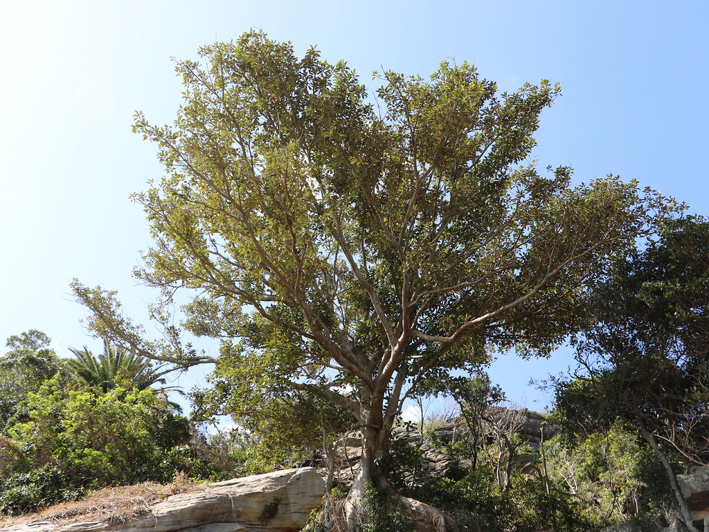 Port Jackson Fig (Ficus rubiginosa)
