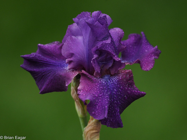 reblooming iris - purple