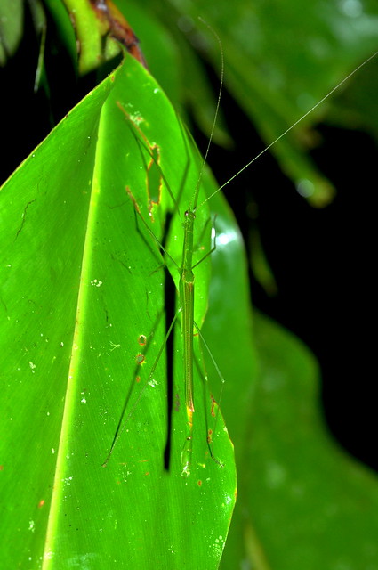 A stick insect from Sabah, Borneo