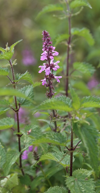 Marsh Woundwort - Pulborought to Petworth 