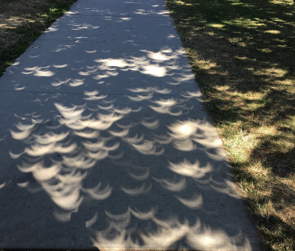 Eclipse Shadow from Tree
