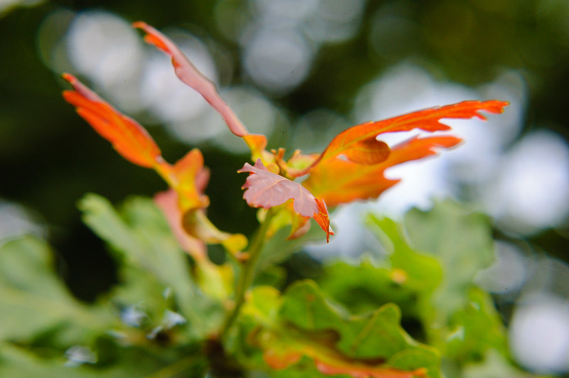 Red: young oak leaves