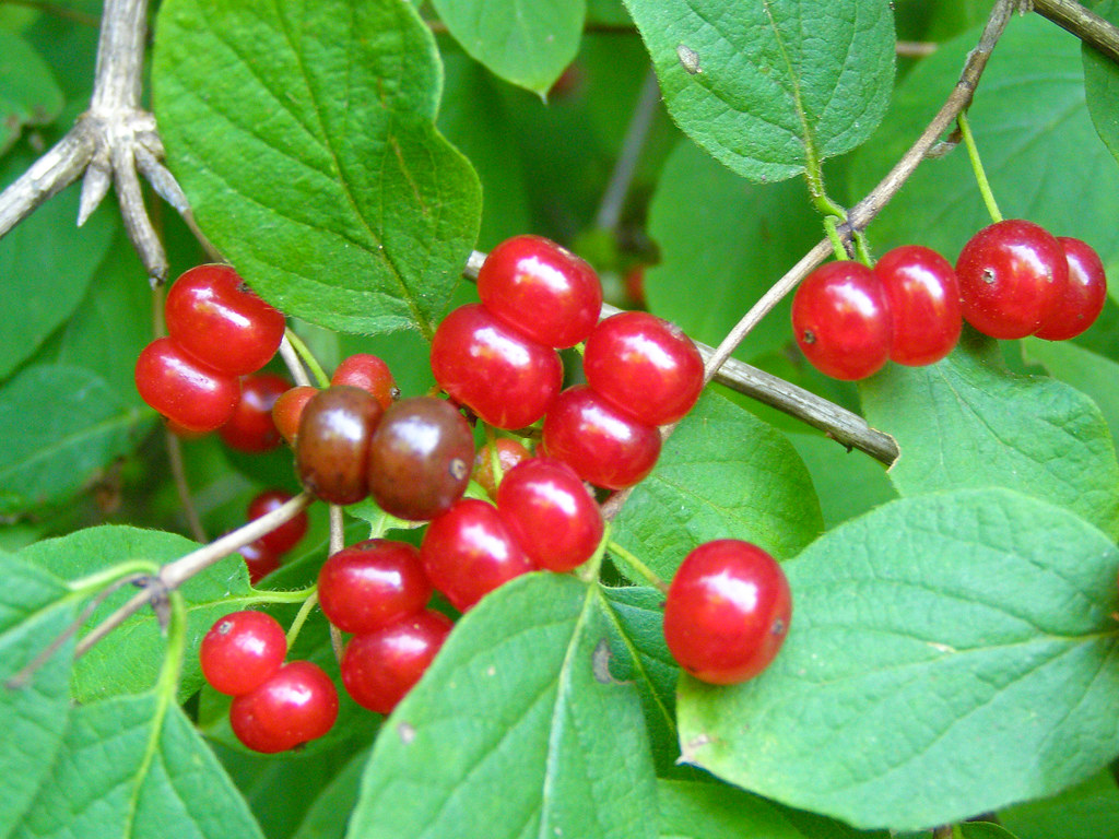 Tartarian honeysuckle fruits (Lonicera tatarica)