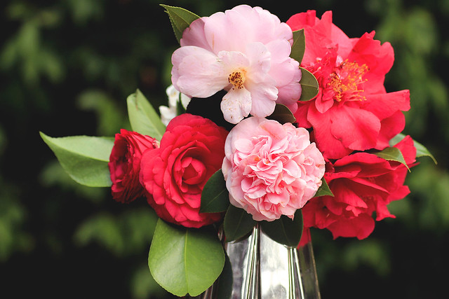 Bright bouquet of camellias
