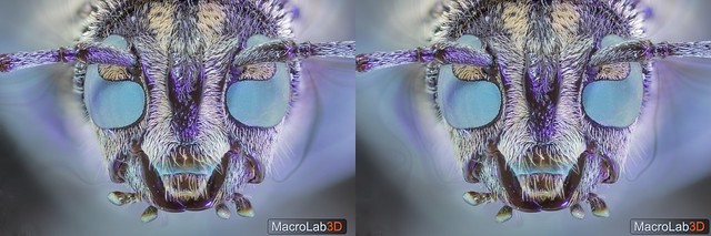 Longhorn beetle head, under UV light, Crossview 3D