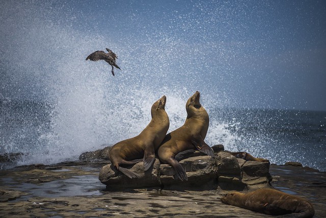 Sea lions hamming it up, while a seagull is getting outa there (Explore 11/23/2022)