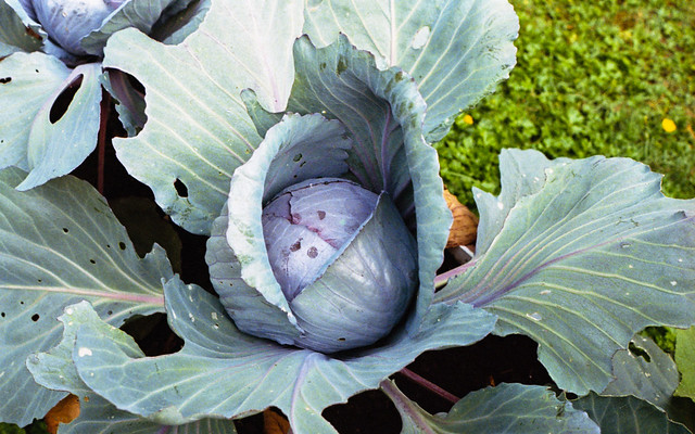 cabbage, getting there