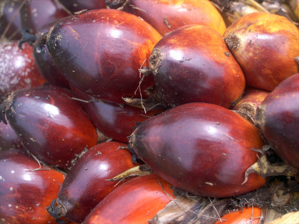 Oil palm (Elaeis guineensis) fruits in Indonesia.