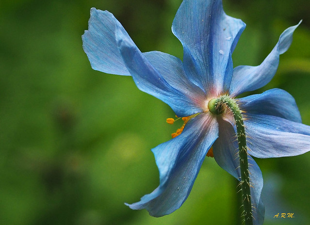 Himalayan Blue Poppy 2 - Vancouver, British Columbia