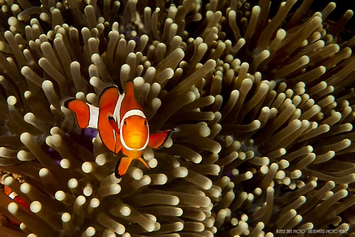 CelebesDivers - underwater 69 (Amphiprion ocellaris)