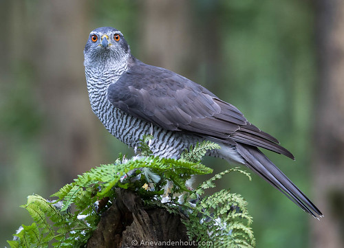 Ever alert | by ARIEJVANDENHOUT