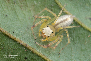 Jumping spider (Epeus sp.) - DSC_9852