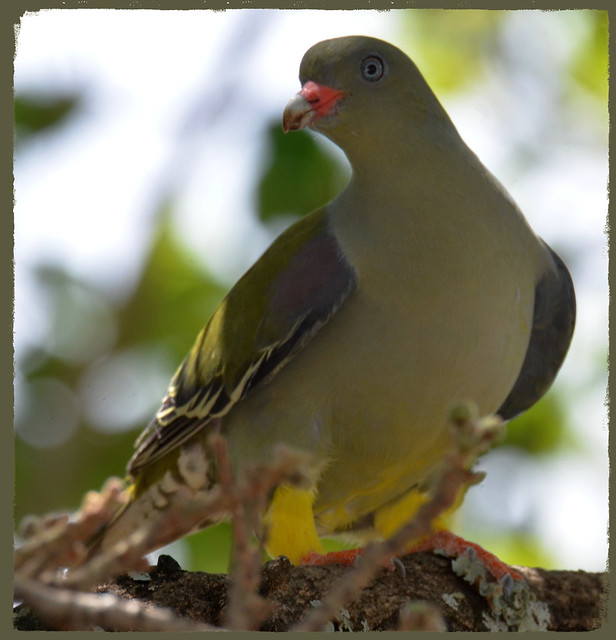 Papegaaiduif / Afric an Green-Pigeon(Treron calvus).