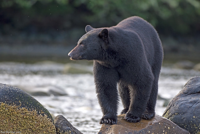 black bear British Columbia