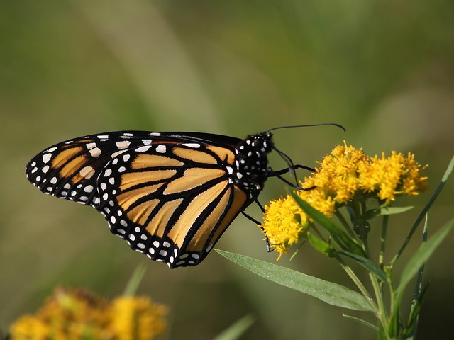 Monarch (Danaus plexippus)