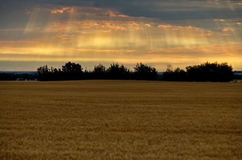 golden sky over wheat アルバータ州 alberta canada カナダ 8月 八月 葉月 hachigatsu hazuki leafmonth 2017 平成29年 summer august landscape