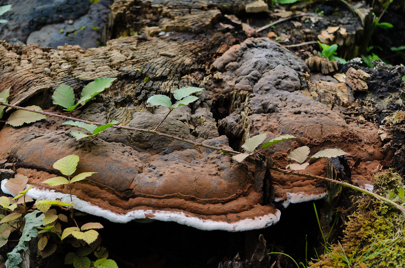Large horse's hoof fungus, Himley churchyard