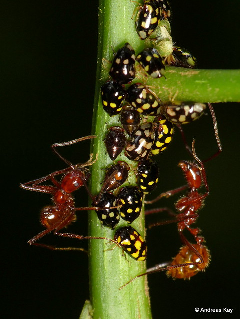 Tiny treehoppers, Stilbophora luteimaculata & tending ants, Ectatomma sp.