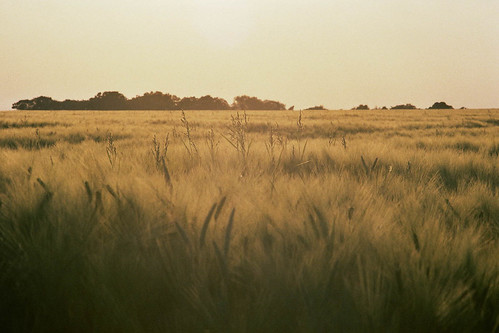 film ultramax400 filmisnotdead summer field rural nikon f3