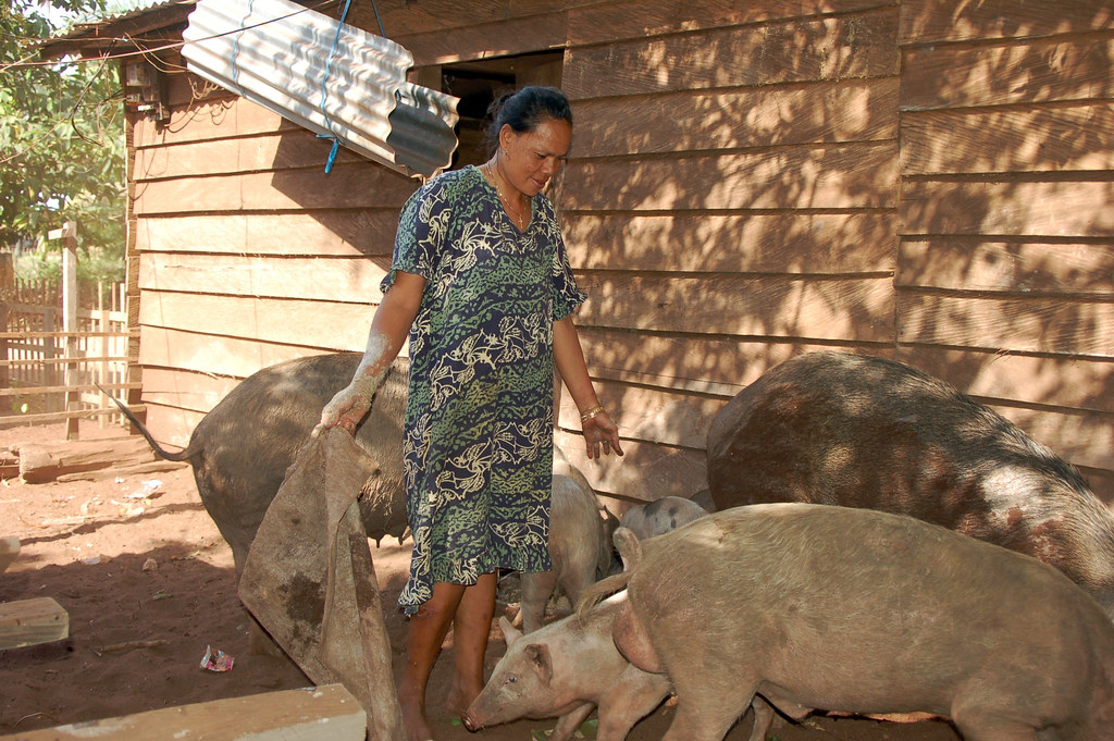 Feeding pigs in Papua, Indonesia.