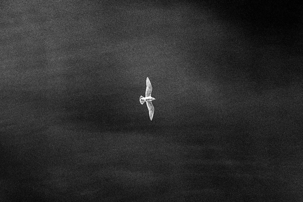 Seagull. | Per Nicolaisen | Flickr