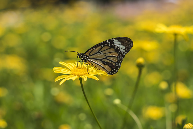 Monarch | Danaus plexippus | Nymphalidae