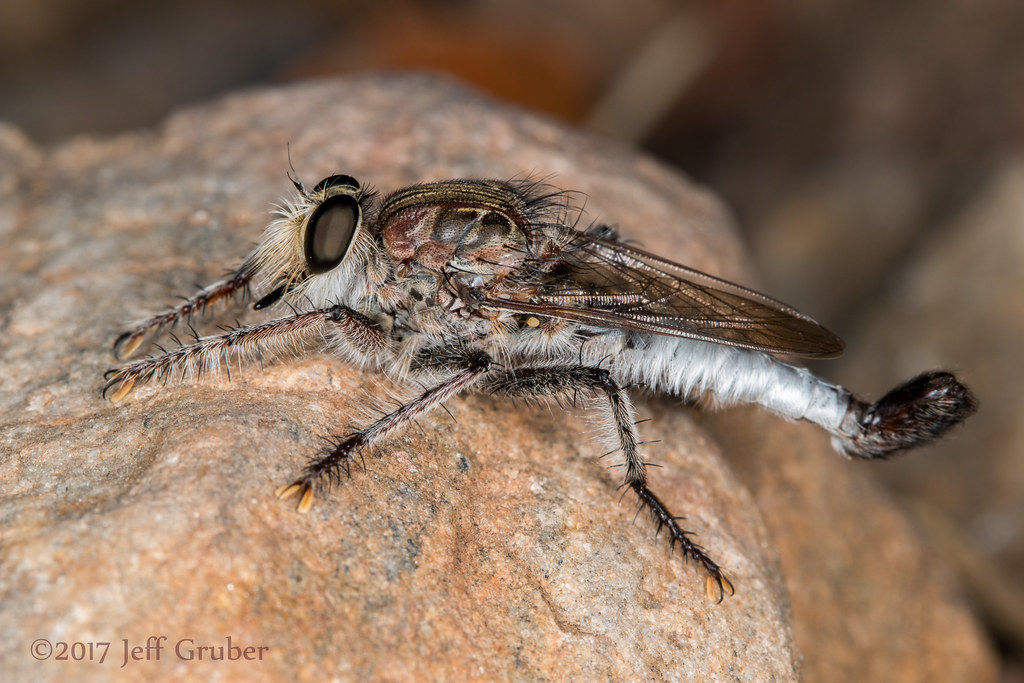 Robber Fly (Efferia triton) | Male Efferia triton (Osten Sac… | Flickr