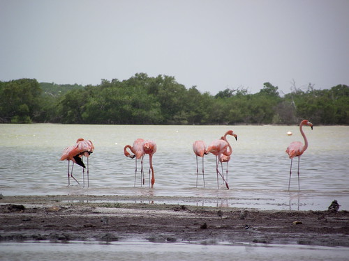 Rio Lagartos, Yucatán
