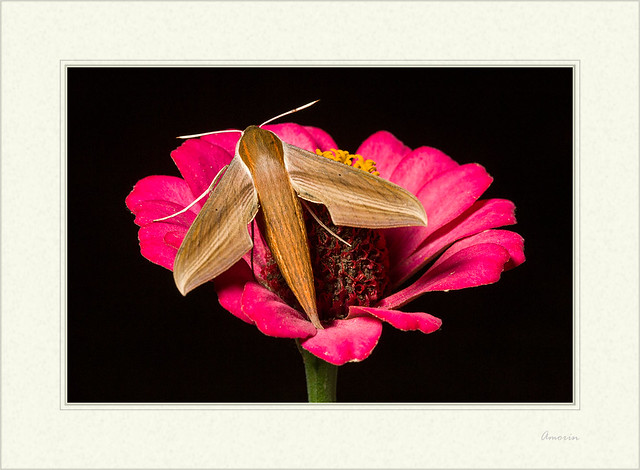 Xylophanes tersa - Tersa Sphinx Moth