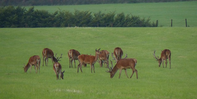 Stags grazing at dusk