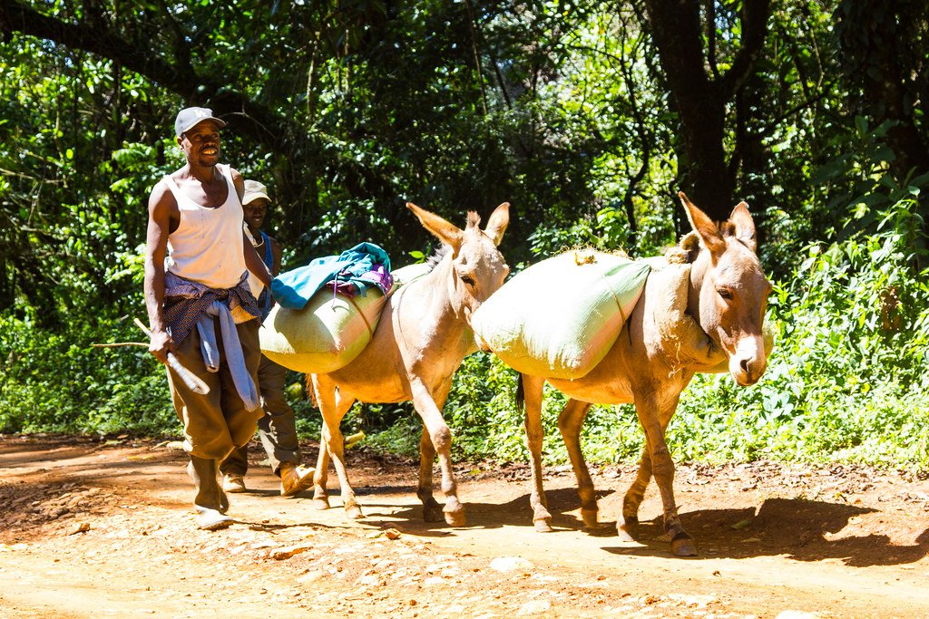 Transportation of goods via donkeys in Itare Forest.