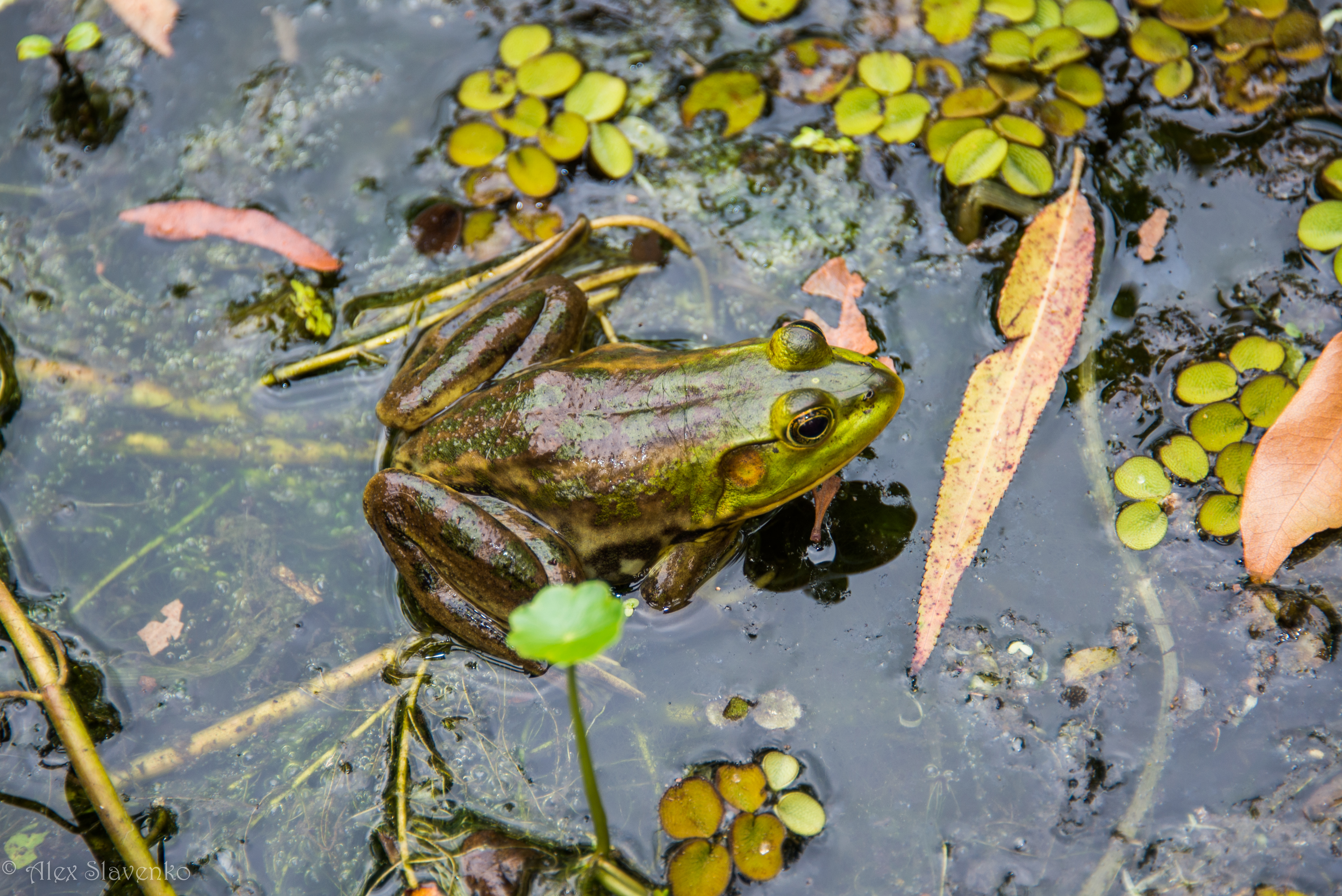 A green and brown frog rests in shallow water