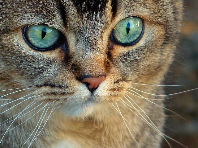 Green eyes portrait for tuesday's world cat day
