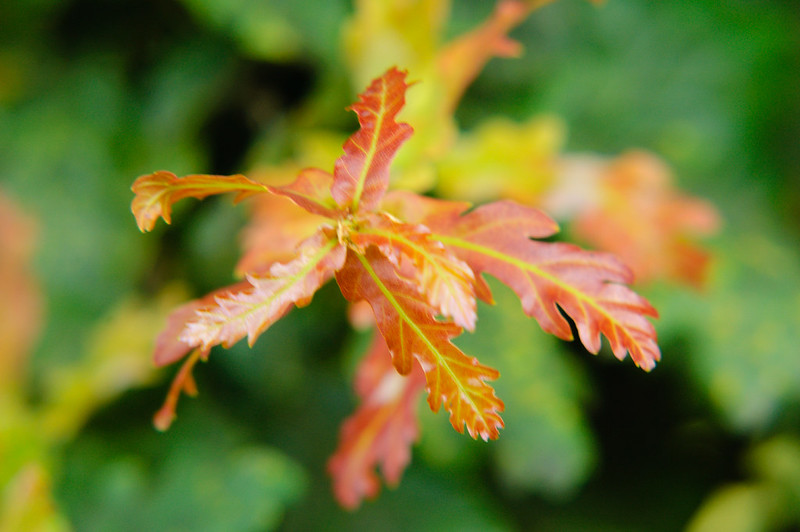 Red: young oak leaves