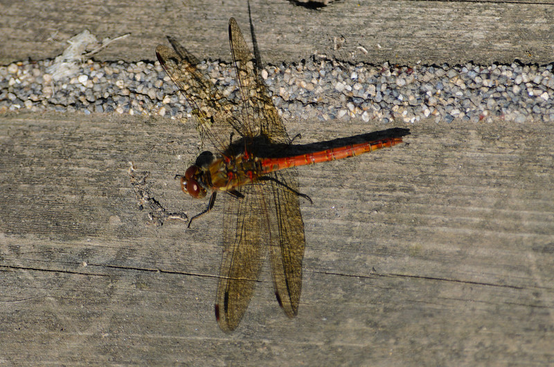 Pause before patrolling: common darter