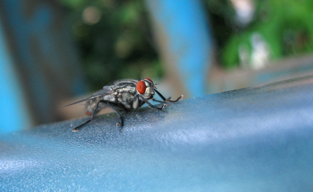 A fly in its prime